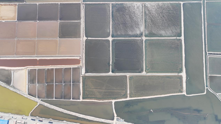 河北黃驊:夏季扒鹽收穫忙_fororder_圖片55