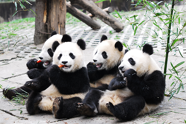 2023年雅安市暑期旅游产品及线路发布会举办_fororder_大熊猫-供图--雅安市文化体育和旅游局