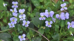 广东河源市发现全球罕见植物新物种