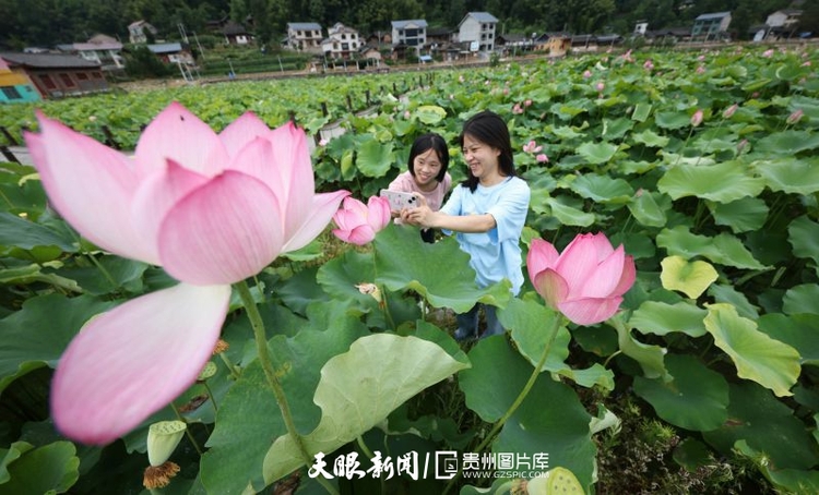 贵州各地：荷花竞放美天际