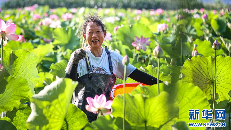 湖北南漳：荷花别样红 乡村旅游热