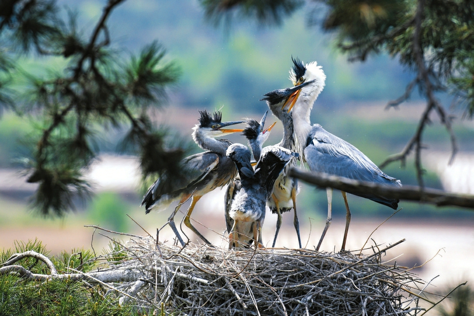 吕梁 “三水”统筹润河山_fororder_1jpg