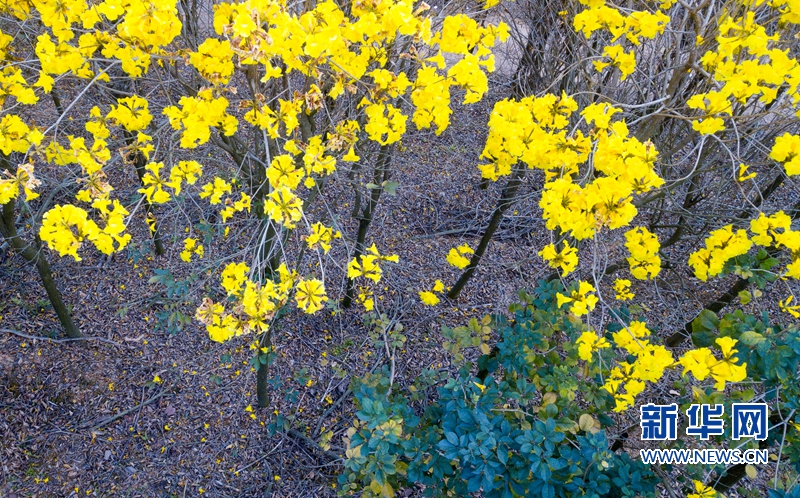 【焦点图】【移动版 轮播图】【滚动新闻】福建南靖：漫山黄花开