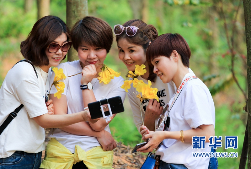 【焦点图】【移动版 轮播图】【滚动新闻】福建南靖：漫山黄花开