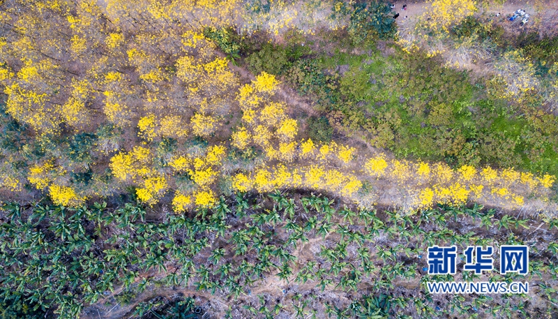 【焦点图】【移动版 轮播图】【滚动新闻】福建南靖：漫山黄花开