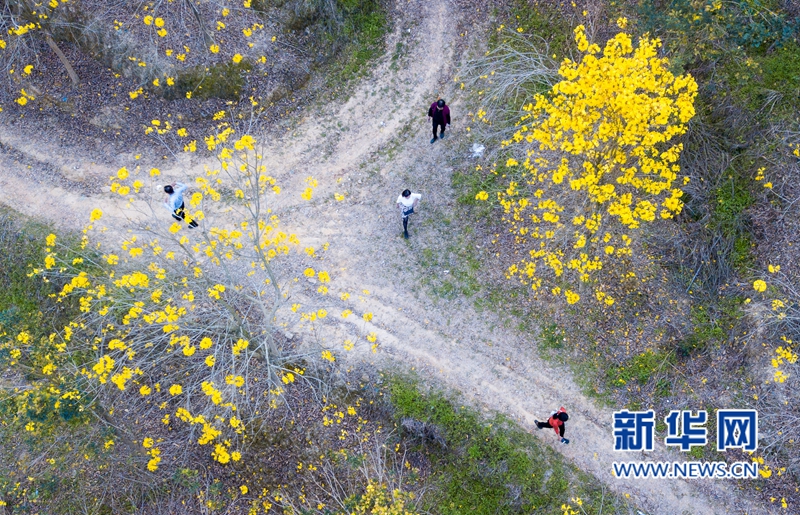 【焦点图】【移动版 轮播图】【滚动新闻】福建南靖：漫山黄花开