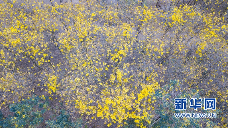 【焦点图】【移动版 轮播图】【滚动新闻】福建南靖：漫山黄花开