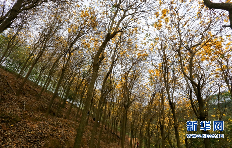 【焦点图】【移动版 轮播图】【滚动新闻】福建南靖：漫山黄花开