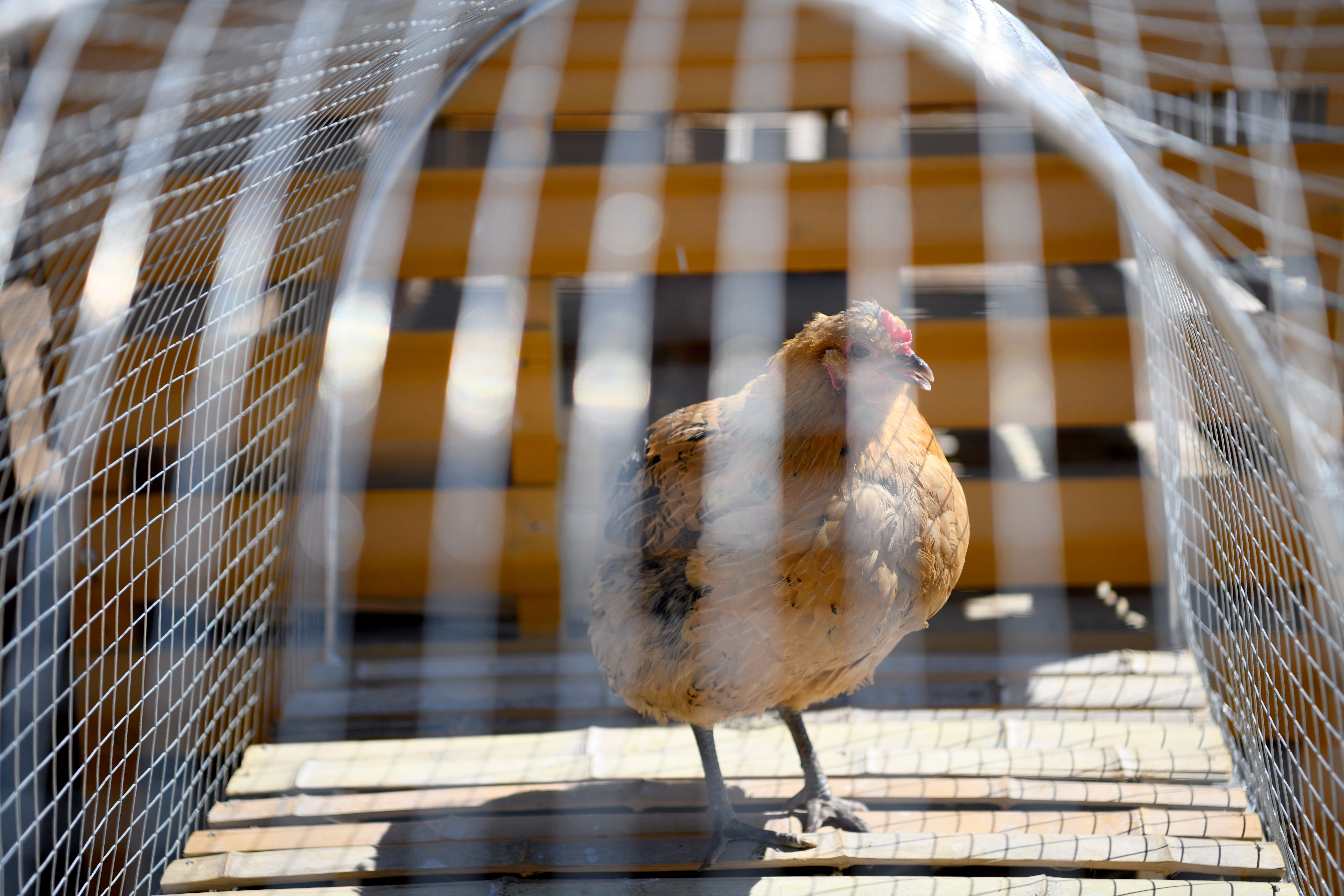 河北隆化：壮大养鸡产业 助力乡村振兴_fororder_DSC_5459