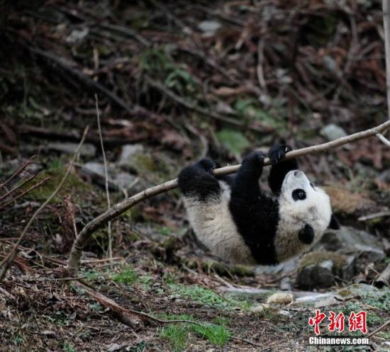 大熊猫濒危等级降低为“易危” 藏羚羊降为“近危”