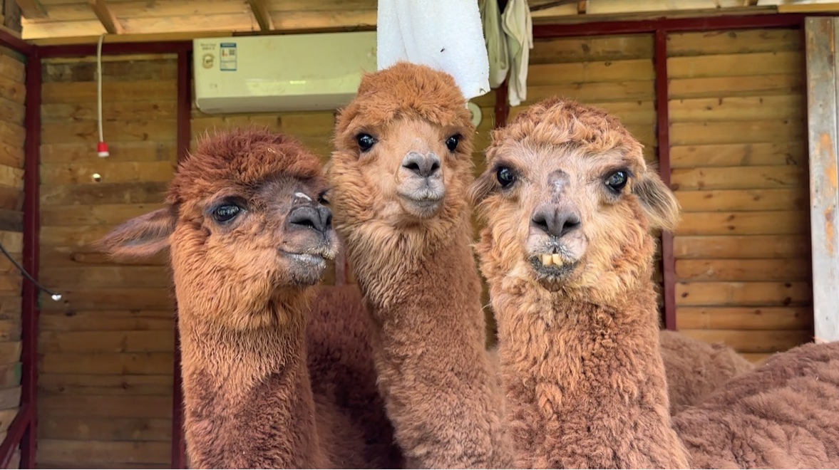 廣西百色:中伏消暑遊樂正當時 遊客穿越原始森林漂流覓清涼