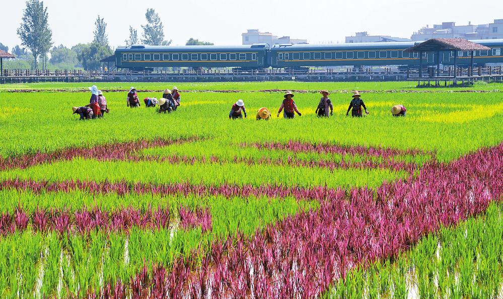 昆明晋宁：彩色稻田管护忙_fororder_763