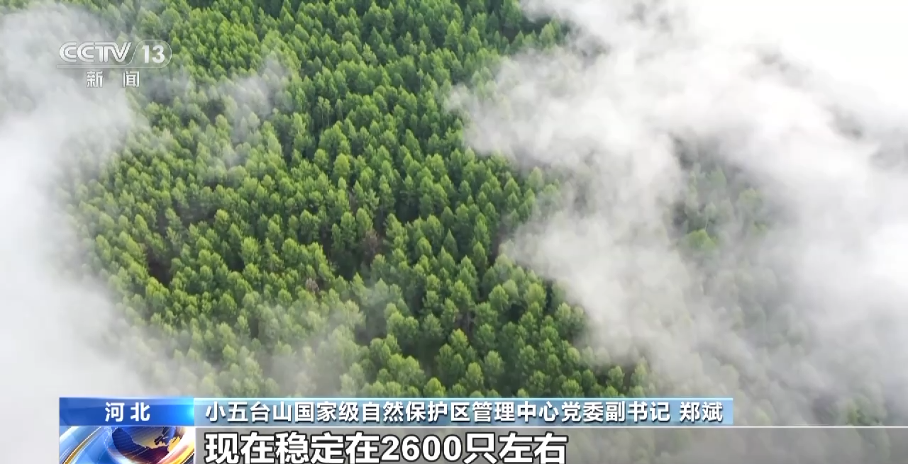 褐马鸡、珍稀兰花……河北小五台山国家级自然保护区生物种类多