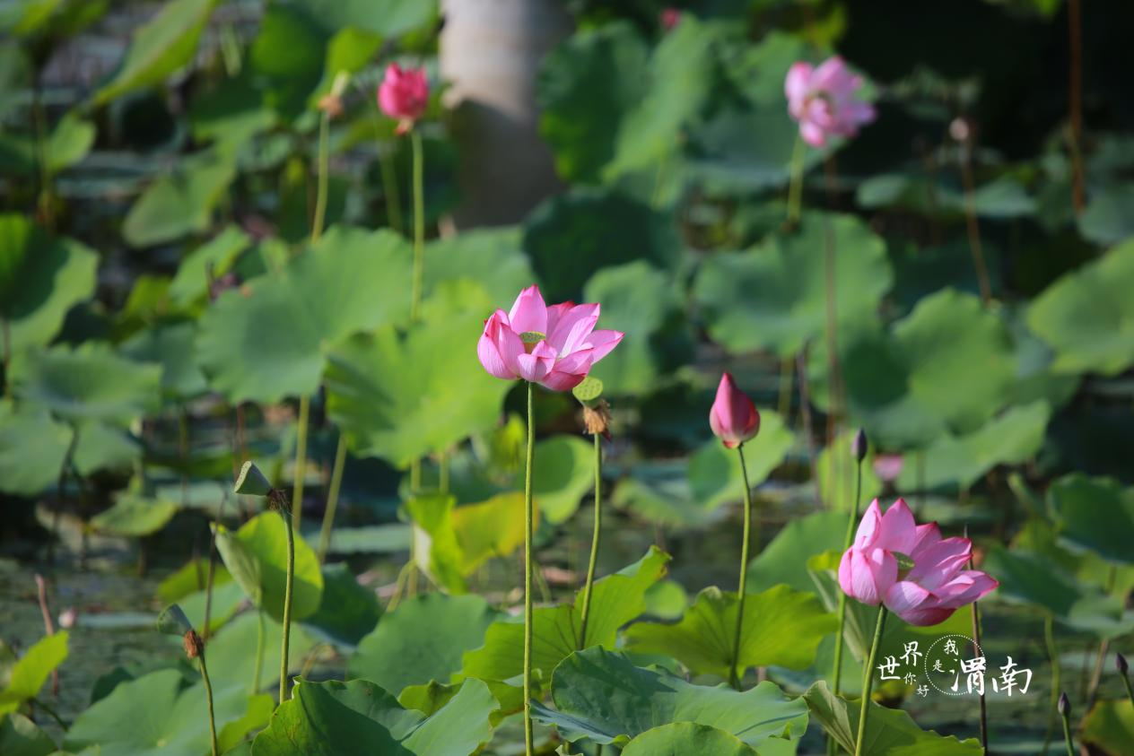 渭南：夏日荷花别样红_fororder_图片6