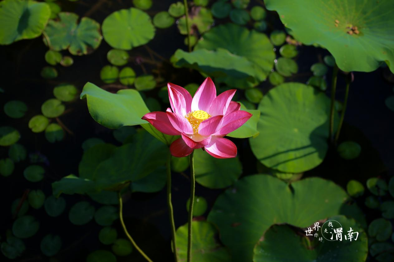 渭南：夏日荷花别样红_fororder_图片3