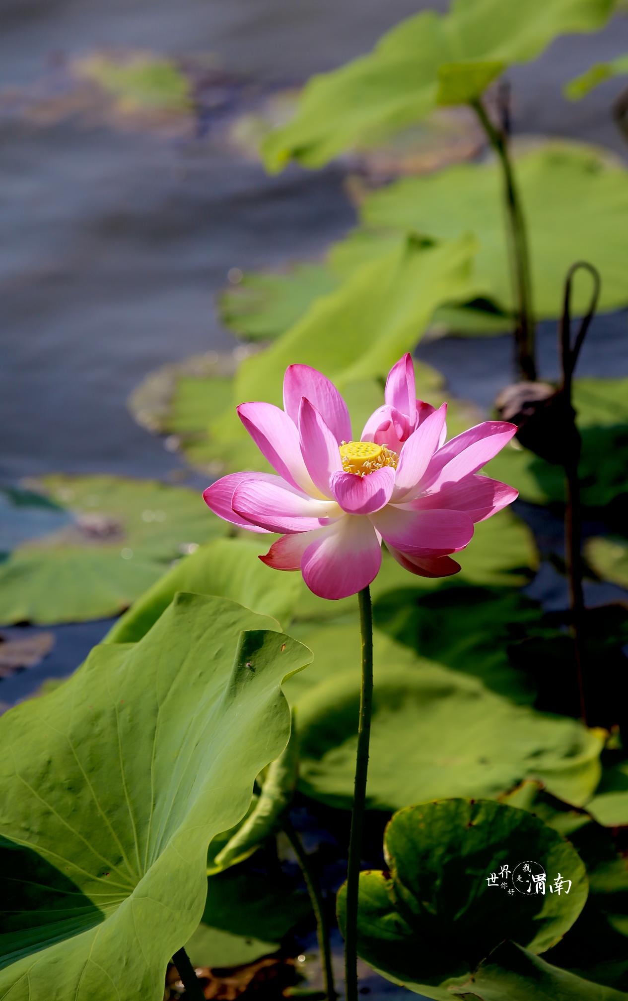 渭南：夏日荷花别样红_fororder_图片4