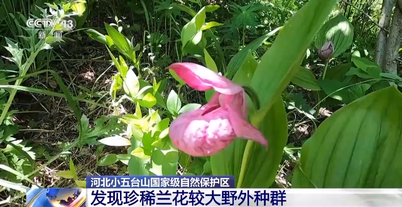 褐马鸡、珍稀兰花……河北小五台山国家级自然保护区生物种类多