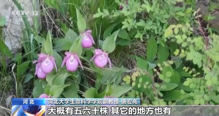 褐马鸡、珍稀兰花……河北小五台山国家级自然保护区生物种类多