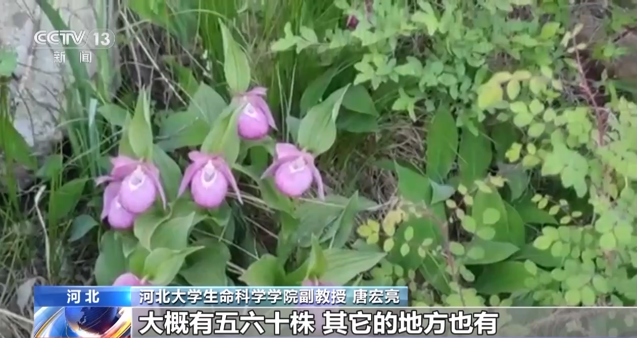 褐马鸡、珍稀兰花……河北小五台山国家级自然保护区生物种类多