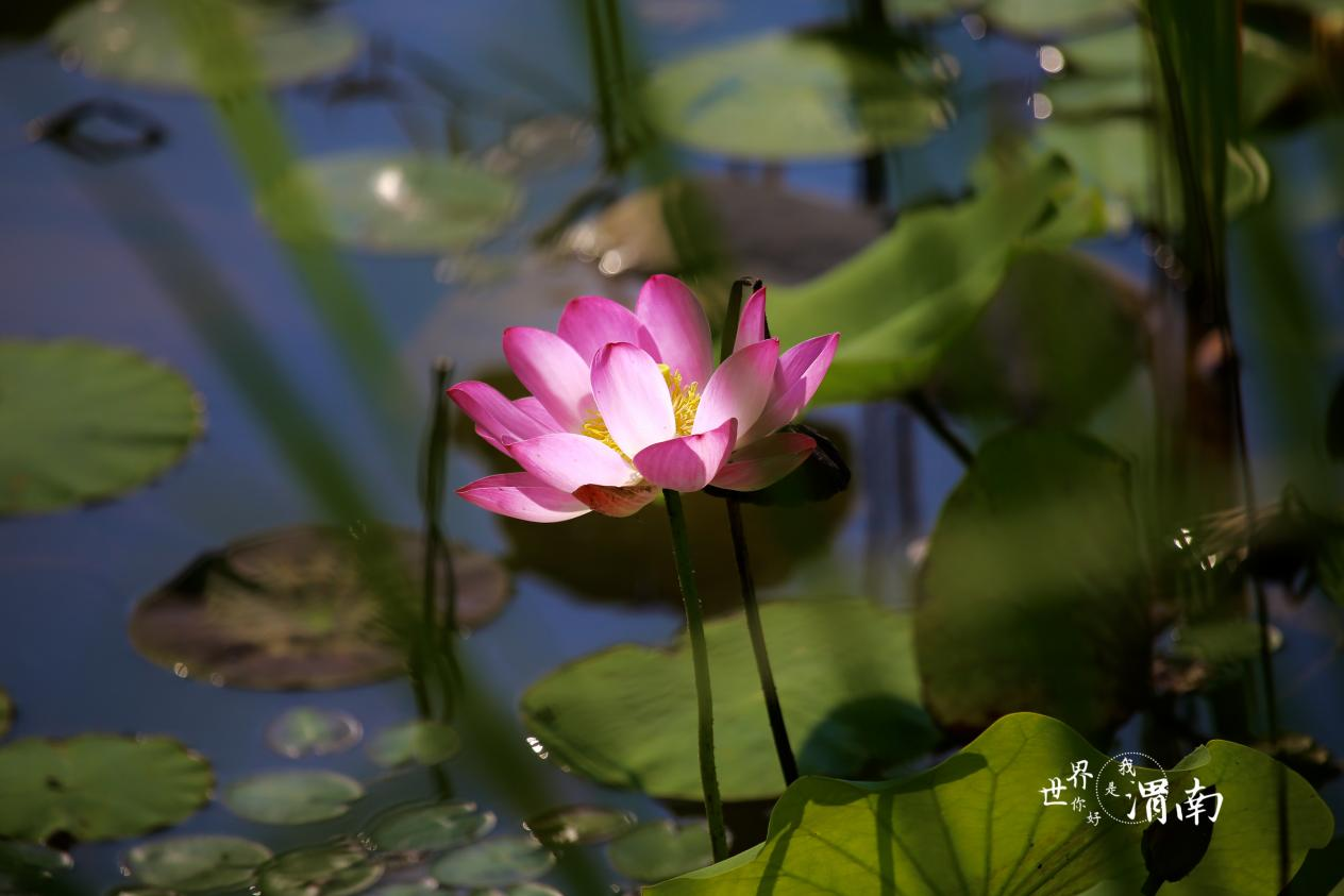 渭南：夏日荷花别样红_fororder_图片2