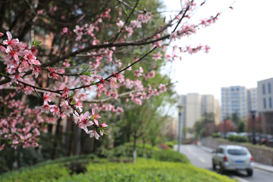 【行游巴渝 标题摘要】赏花地图出炉 快到梁平这座花园城市采撷春光