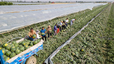 Weinan in Shaanxi Province Celebrates Bumper Harvest of Fragrant Fruits_fororder_rBABCmSX57SAbyfGAAAAAAAAAAA915.1267x713.880x496