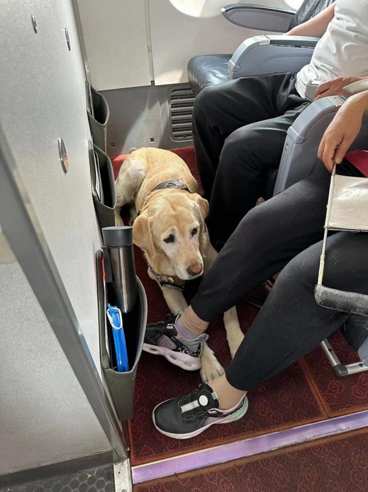 福州航空真情服务两只导盲犬与其主人们顺利出行_fororder_图片11