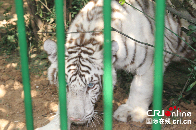 秦岭野生动物园上演现实版“美女与野兽” 秦岭野生动物园上演现实版“美女与野兽”