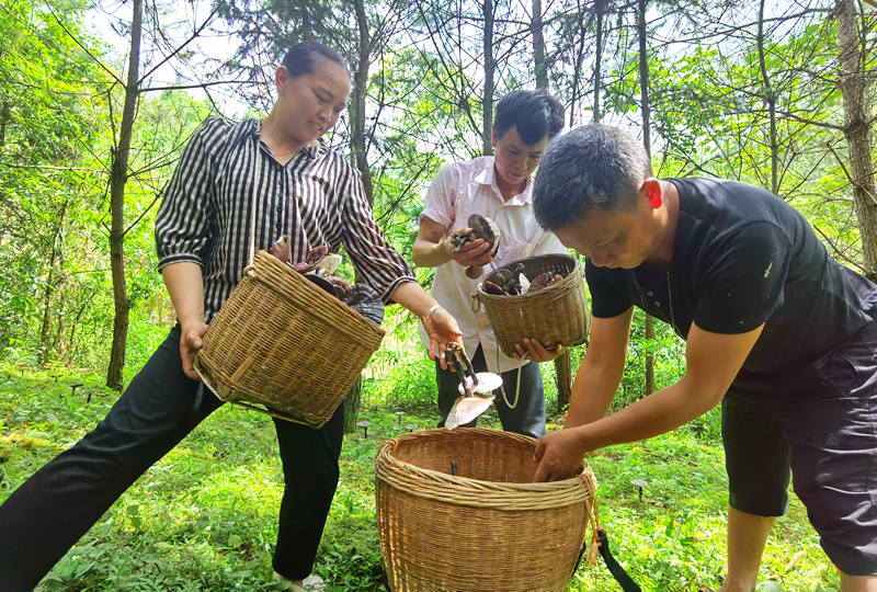 广西鹿寨：林下“生金”种灵芝