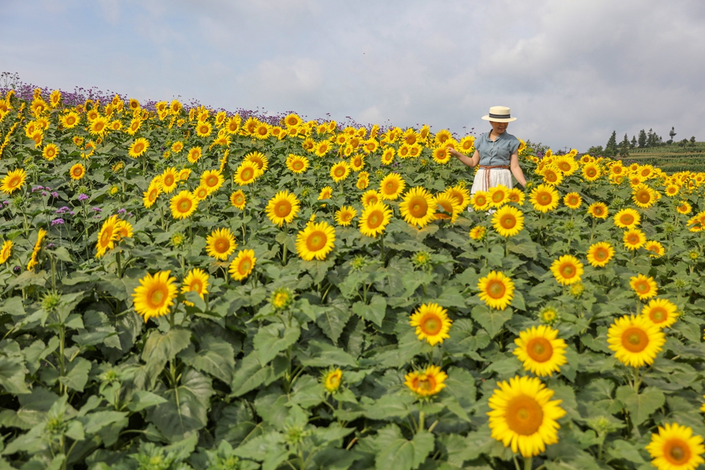 貴州施秉：繽紛夏日 景美如畫_fororder_7月2日，遊客在貴州省黔東南苗族侗族自治州施秉縣牛大場鎮牛大場村藥谷花圃基地賞花遊玩。（磨桂賓 攝） (3).JPG