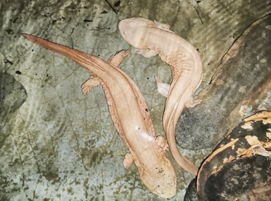 留坝娃娃鱼有了“身份证”_fororder_微信图片_20230704084234