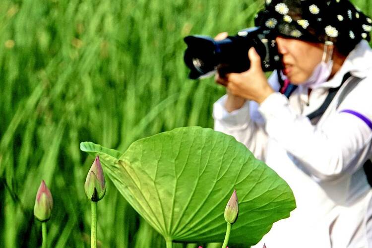 大連：荷花含苞待放引客來