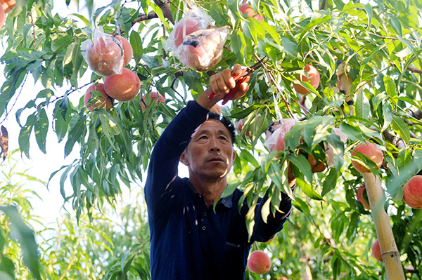 北京平谷大桃全力保障國宴用桃 獻禮國慶70週年 北京平谷大桃全力保障國宴用桃 獻禮國慶70週年