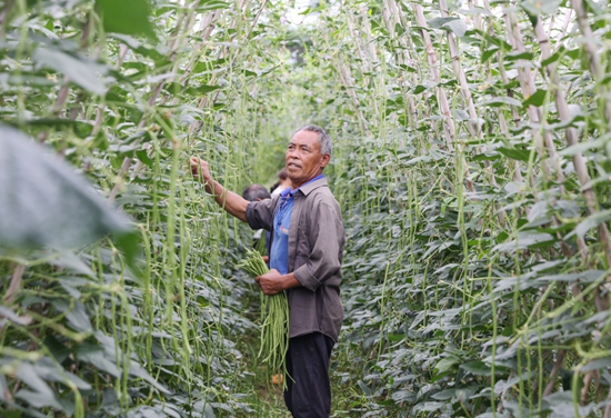 貴州獨山基長鎮豇豆搶“鮮”上市 産值1200萬元_fororder_楊相忠在自家地裏採摘豇豆