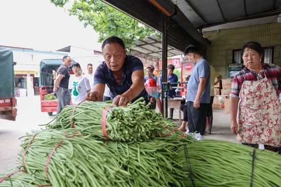 貴州獨山基長鎮豇豆搶“鮮”上市 産值1200萬元_fororder_收購豇豆