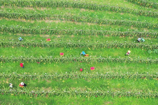 （供稿）貴州羅甸：3萬畝火龍果應季上市 産銷兩旺_fororder_果農在種植基地採摘火龍果（史傳鴻攝）.JPG