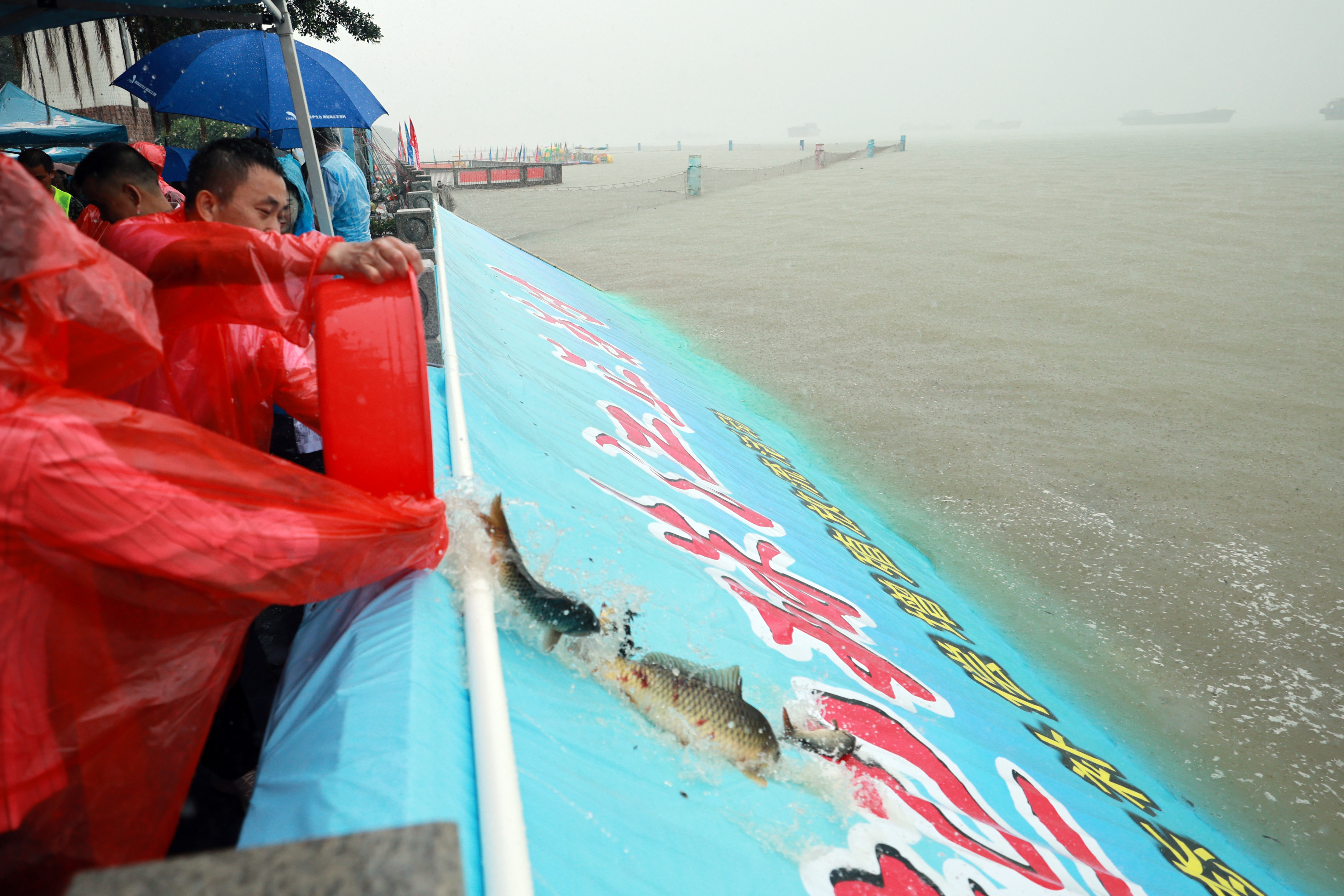 广州南沙：825.8万尾水生生物投放伶仃洋_fororder_图片2