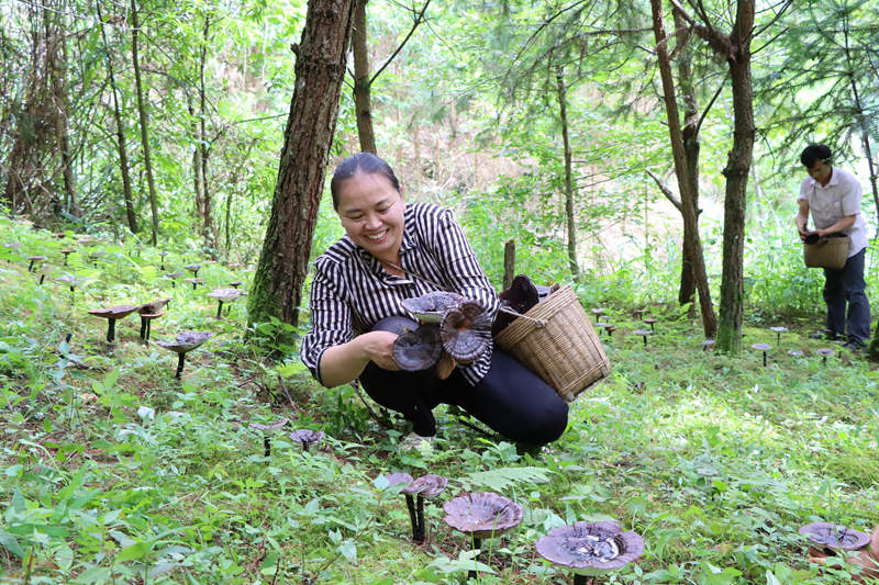 广西鹿寨：林下“生金”种灵芝