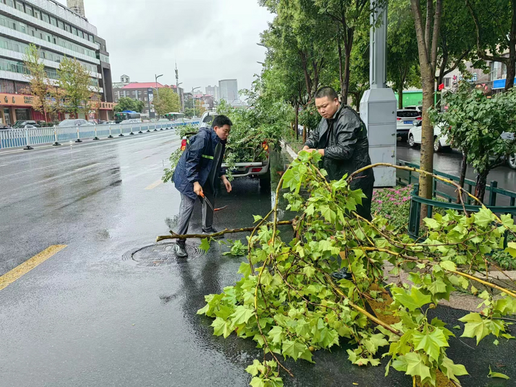 石家庄市桥西区：各部门多措并举 筑牢防汛安全防线_fororder_修剪2