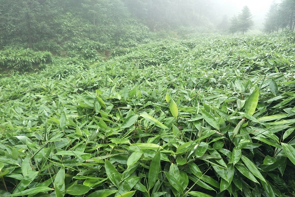 首页>要闻清泉镇粽叶种植基地 摄影 郭建东"我们这里自然环境好,日照