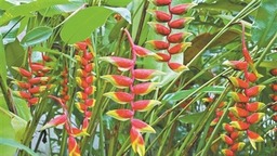 姜目植物在华南国家植物园绽放 花期可以一直持续到金秋