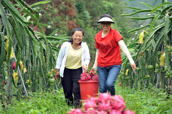 （供稿）貴州羅甸：3萬畝火龍果應季上市 産銷兩旺_fororder_果農搬運火龍果（班方智攝）.JPG