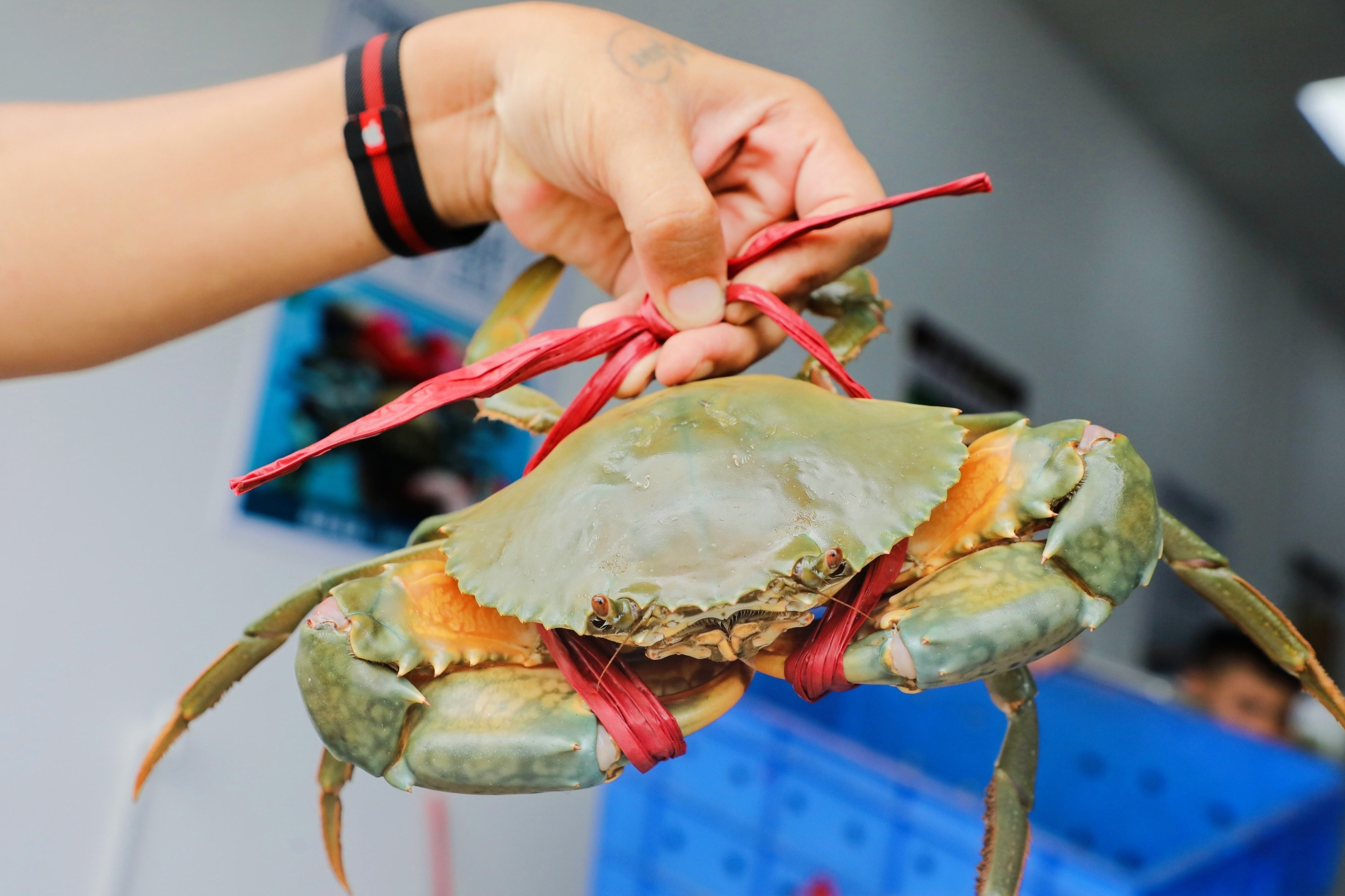 广州南沙成立青蟹品牌中心和青蟹产业协会 推动南沙富民兴村建设_fororder_图片3