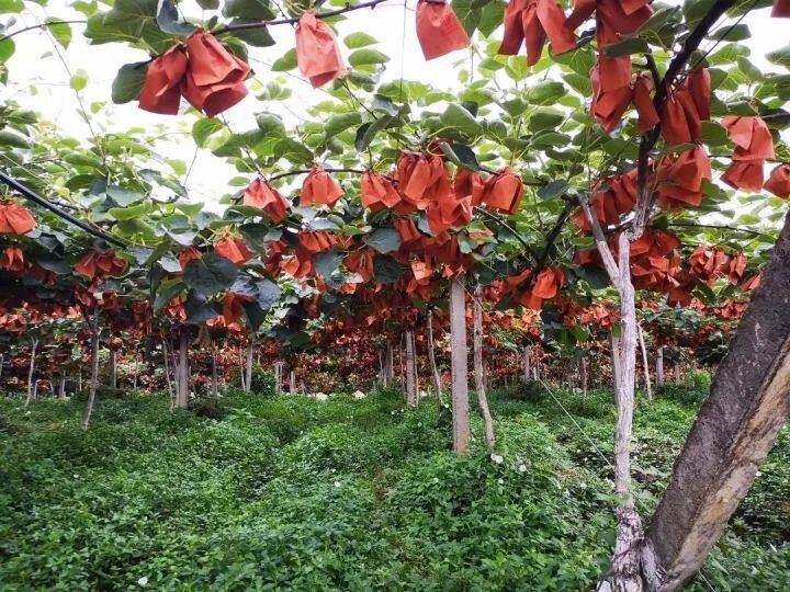 坐着高铁看凉都 | 乘高铁，一颗“红心”走天下