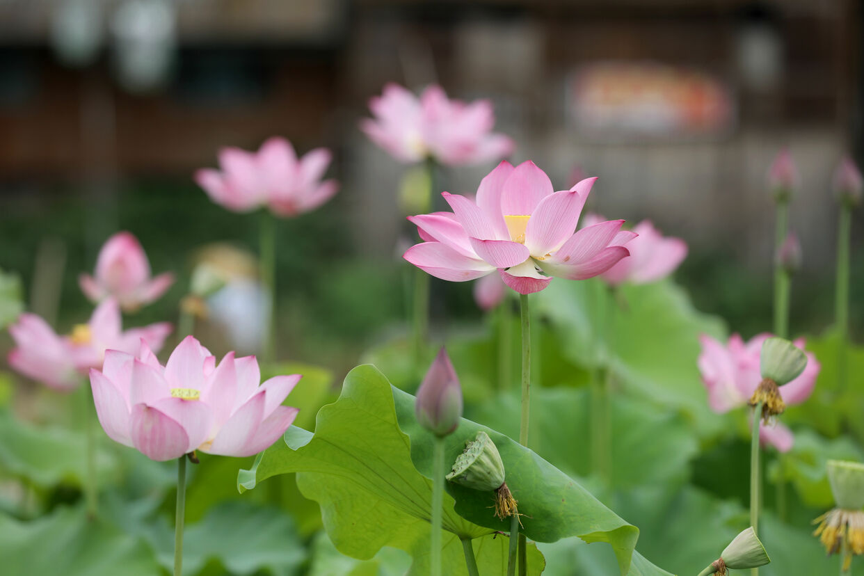 Lotus Flowers in Full Bloom in Sanjiang Dong Autonomous County, Guangxi_fororder_6N2A5541_副本