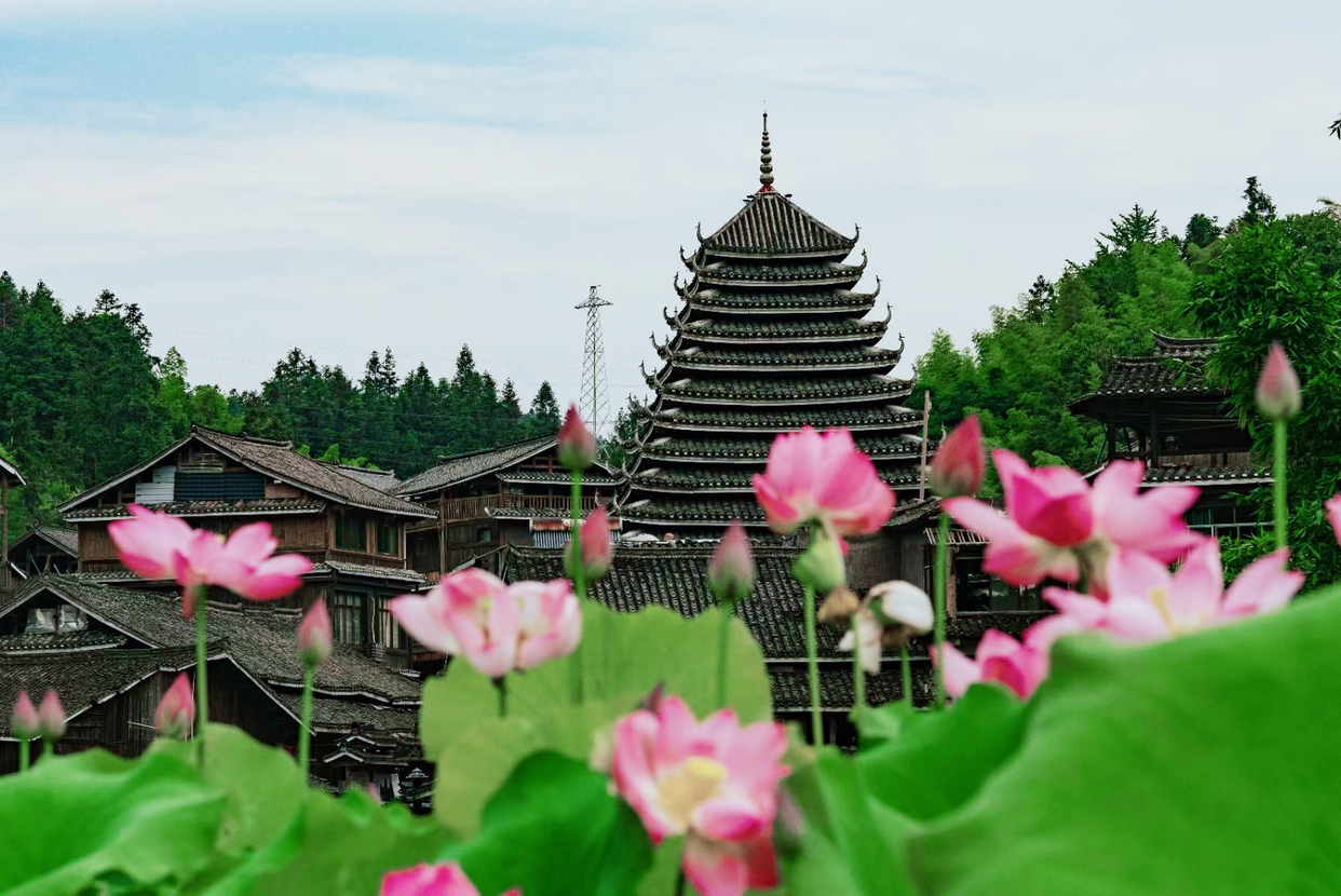 Lotus Flowers in Full Bloom in Sanjiang Dong Autonomous County, Guangxi_fororder_微信圖片_20230615085130