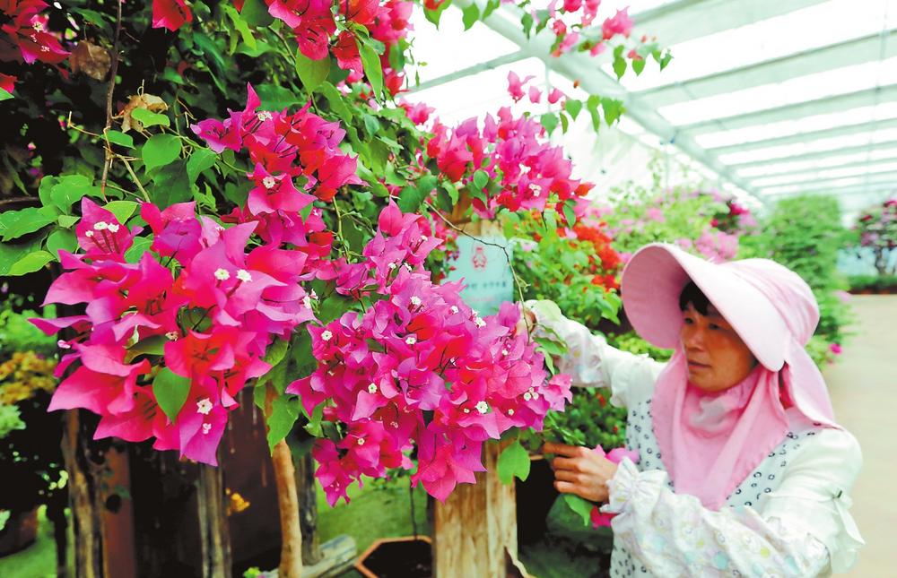 昆明宜良成全国最大三角梅产销中心_fororder_fec