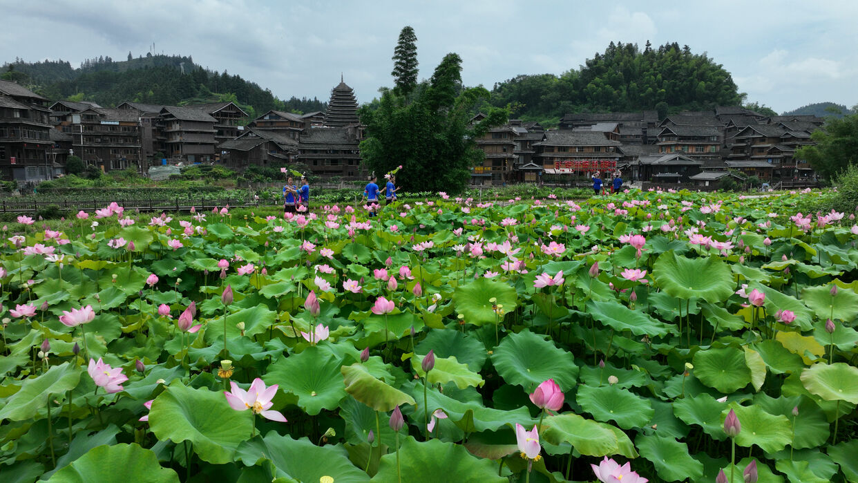 Lotus Flowers in Full Bloom in Sanjiang Dong Autonomous County, Guangxi_fororder_DJI_0794_副本
