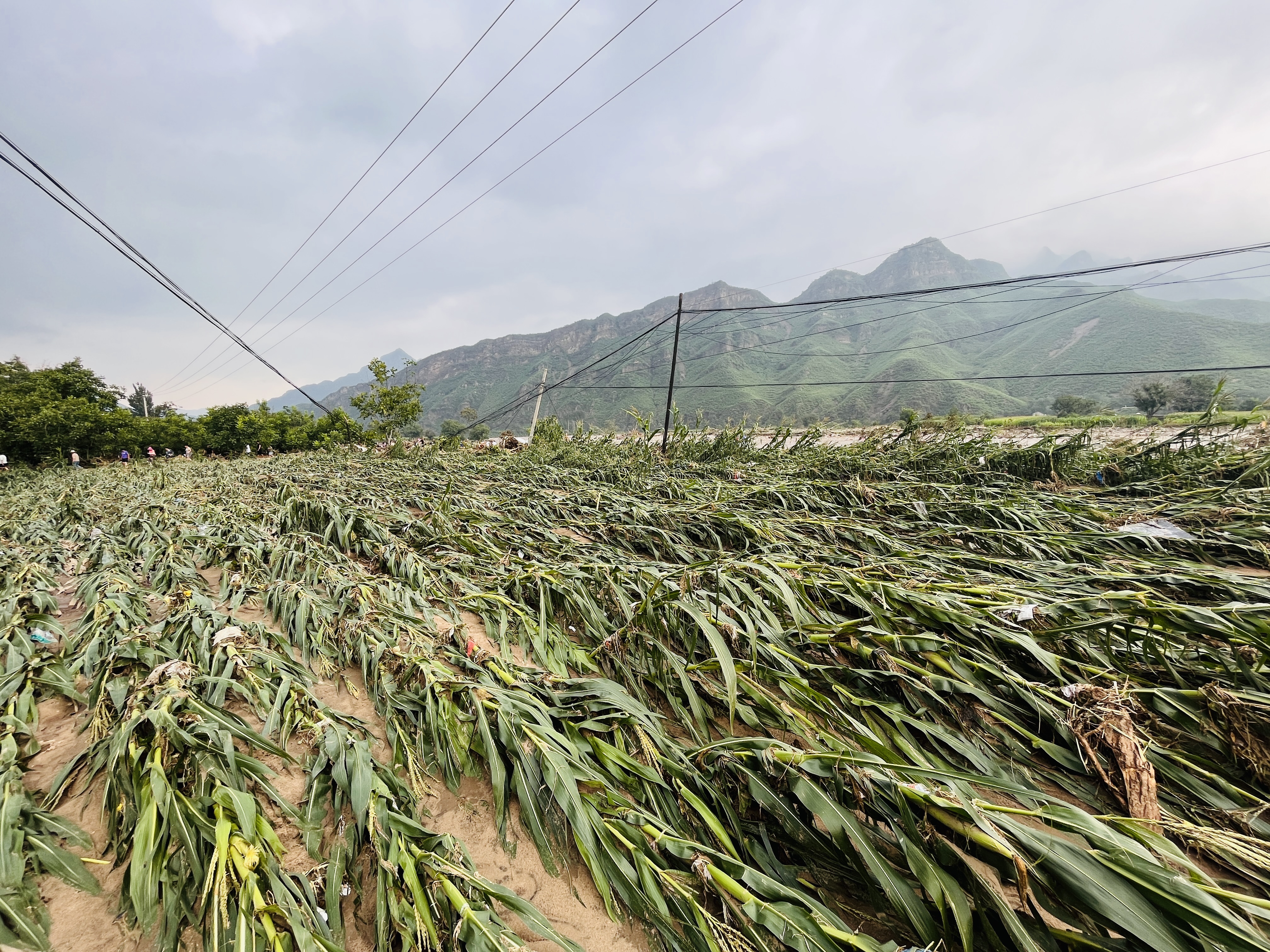 （原创）河北涞水：野三坡景区时隔11年再遭重创_fororder_图为拍摄的涞水县三坡镇紫石口村被洪水冲倒的庄稼。（李金璐 摄）.JPG