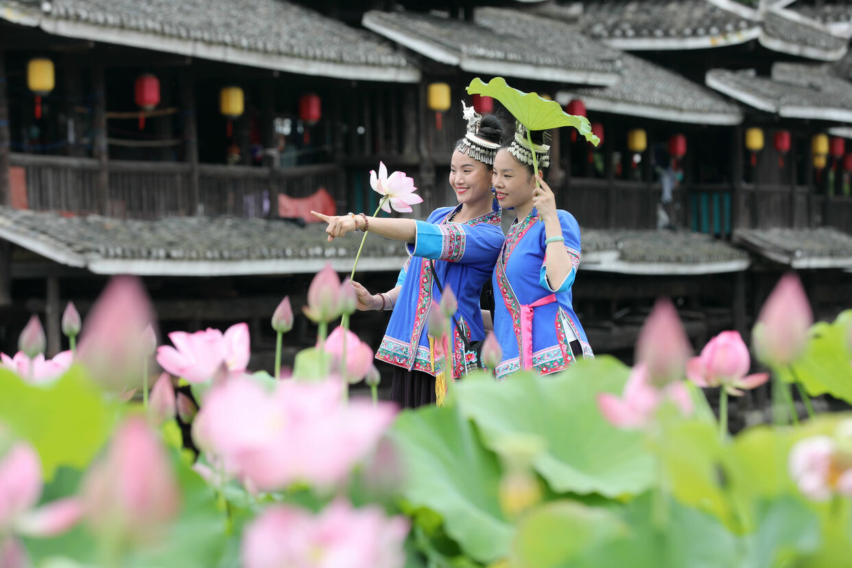 Lotus Flowers in Full Bloom in Sanjiang Dong Autonomous County, Guangxi_fororder_6N2A5583_副本